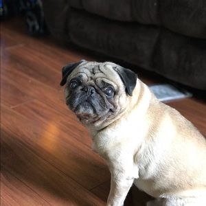 Meet your Posher, Thomas